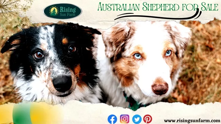 australian shepherd for sale