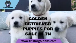 Bring Home a Loyal Friend: Golden Retriever Puppies for Sale in TN