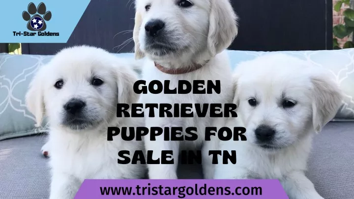 golden retriever puppies for sale in tn