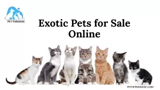 Finding to Buy Exotic Pets Online - Pet of Paradise