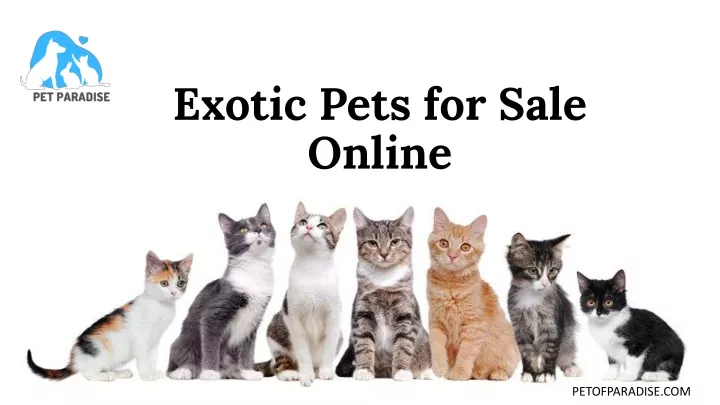 exotic pets for sale online