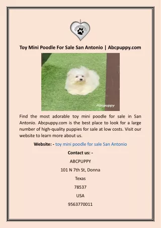 Toy Mini Poodle For Sale San Antonio  Abcpuppy