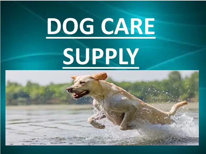dog care supply