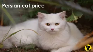 Persian cat price