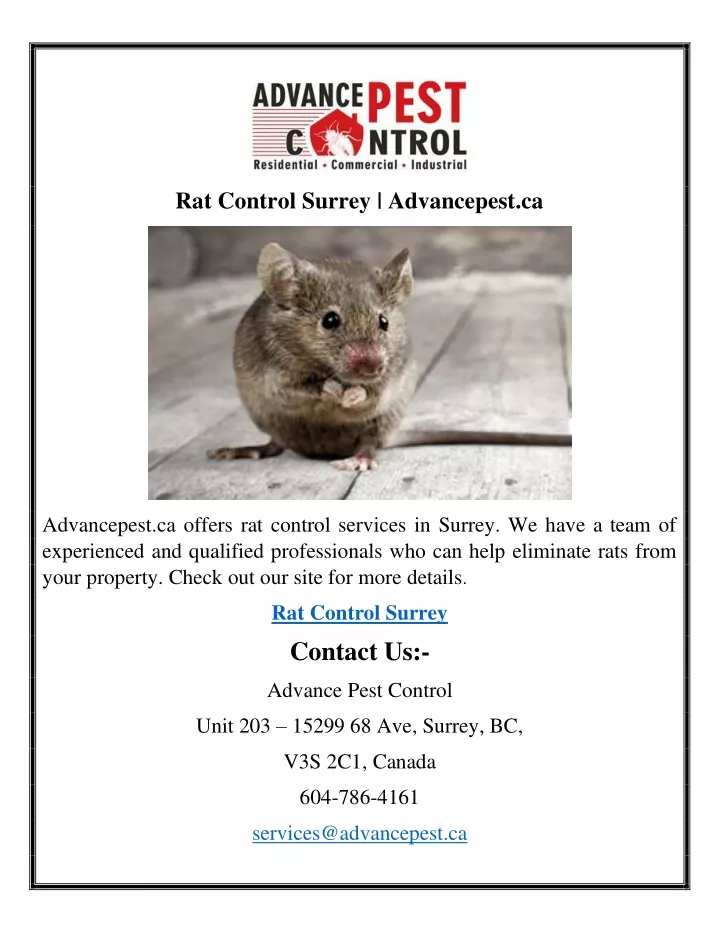 rat control surrey advancepest ca