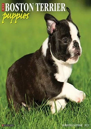 DOWNLOAD/PDF Just Boston Terrier Puppies 2023 Wall Calendar