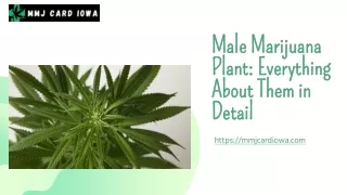 Male Marijuana Plant: Everything About them in Detail