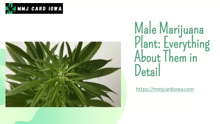 male marijuana plant everything about them in detail