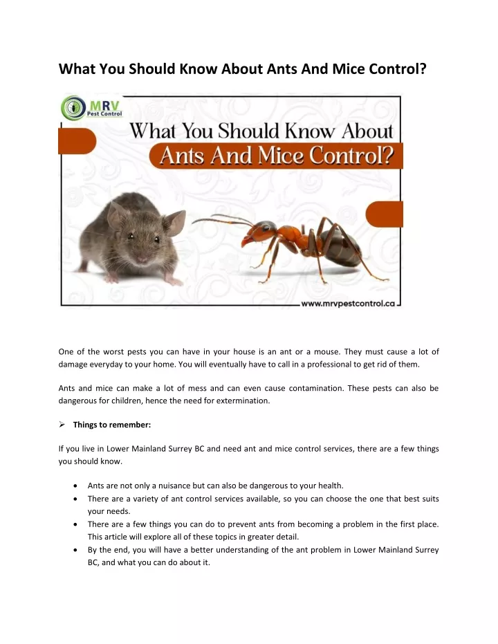 what you should know about ants and mice control