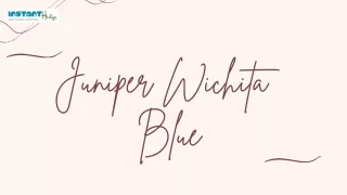 juniper wichita blue