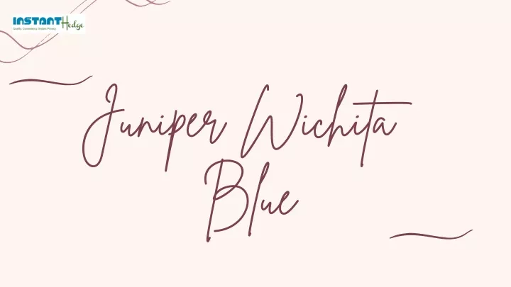 juniper wichita blue