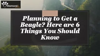 Planning to Get a Beagle? Here are 6 Things You Should Know