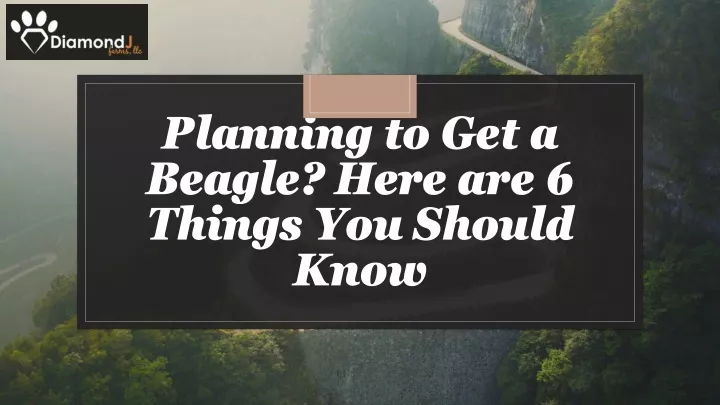 planning to get a beagle here are 6 things you should know