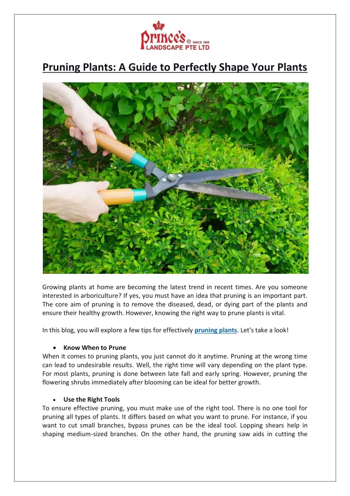 pruning plants a guide to perfectly shape your