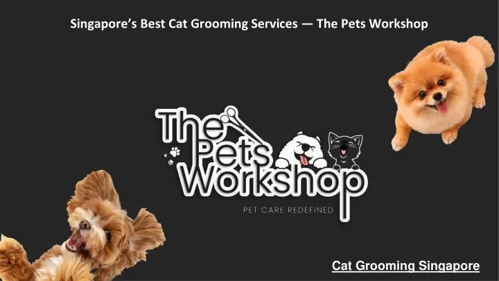 singapore s best cat grooming services the pets