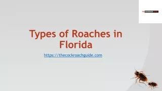 Types of Roaches in Florida - Thecockroachguide.com