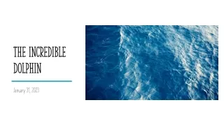 the incredible dolphin