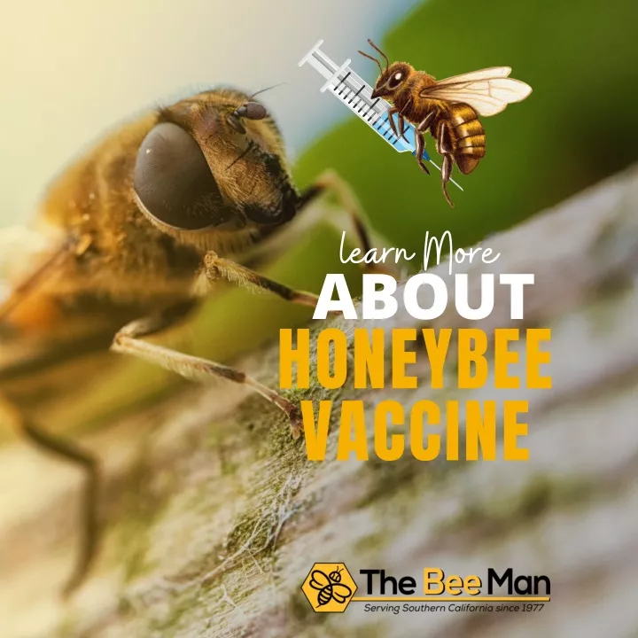 learn more about honeybee vaccine