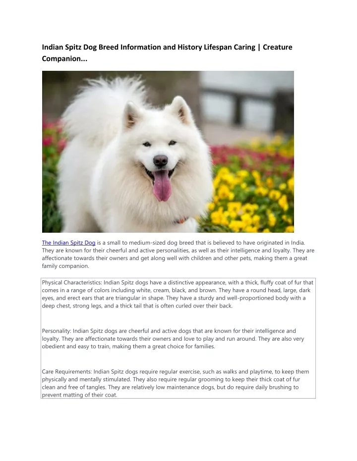 indian spitz dog breed information and history