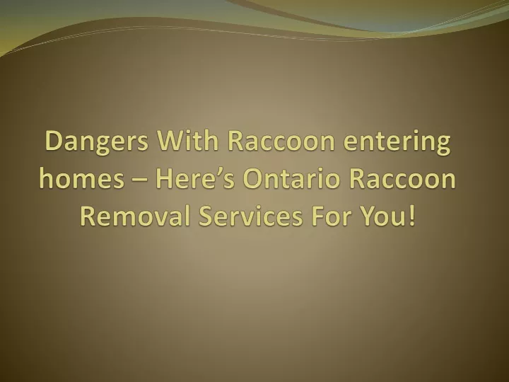 dangers with raccoon entering homes here s ontario raccoon removal services for you