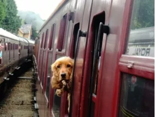 Travelling With Pet-Kids in Train: Rates, Rules And All You Need To Know | Creat