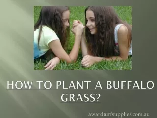 How to Plant a Buffalo Grass