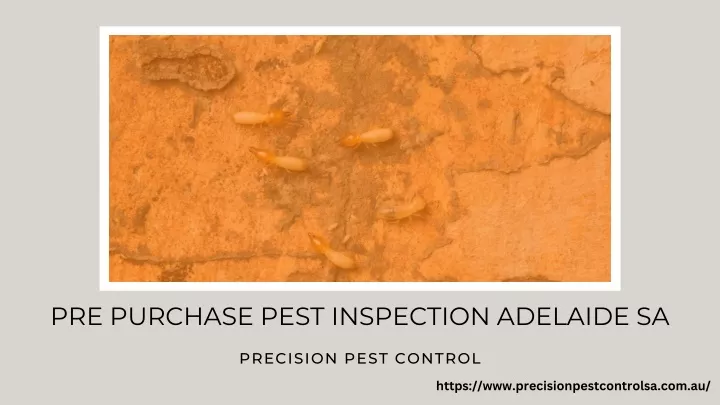 pre purchase pest inspection adelaide sa