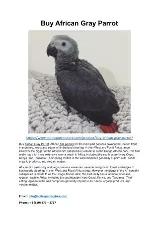 Buy African Gray Parrot