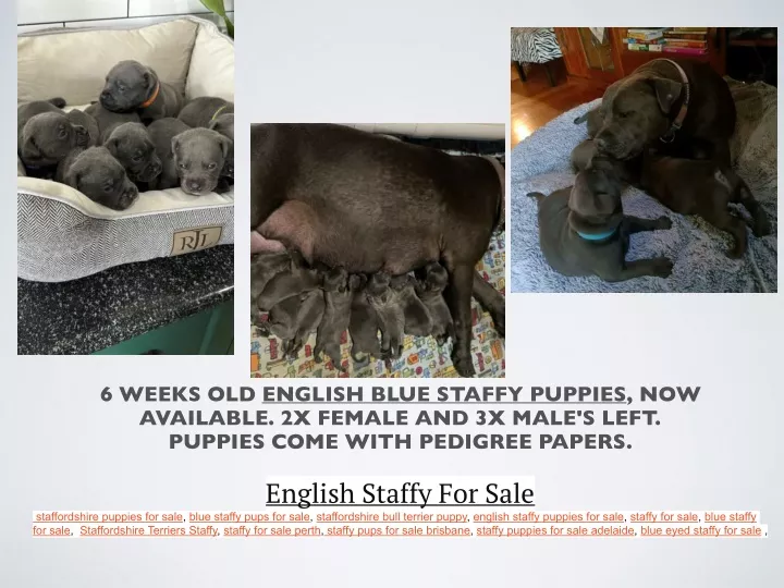 6 weeks old english blue staffy puppies
