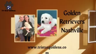 Meet Golden Retrievers Nashville at Tristar Goldens