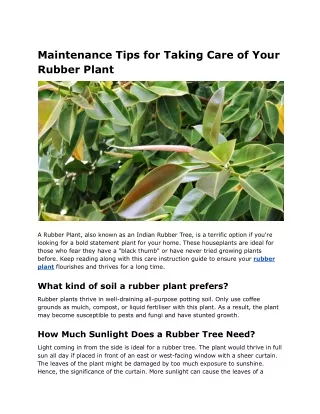 How to Take Care of Your Rubber Plant: Care Tips