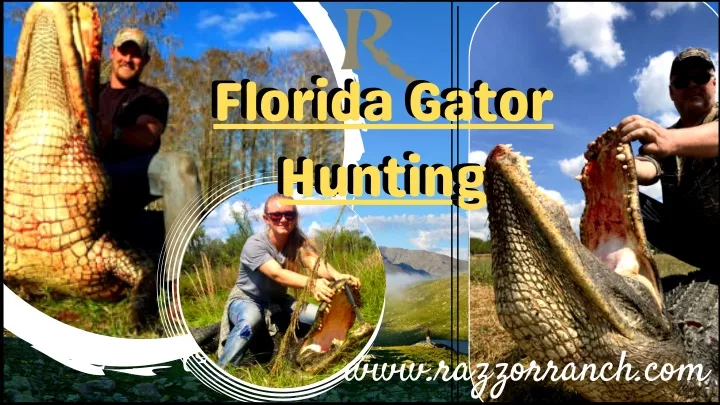 florida gator hunting hunting