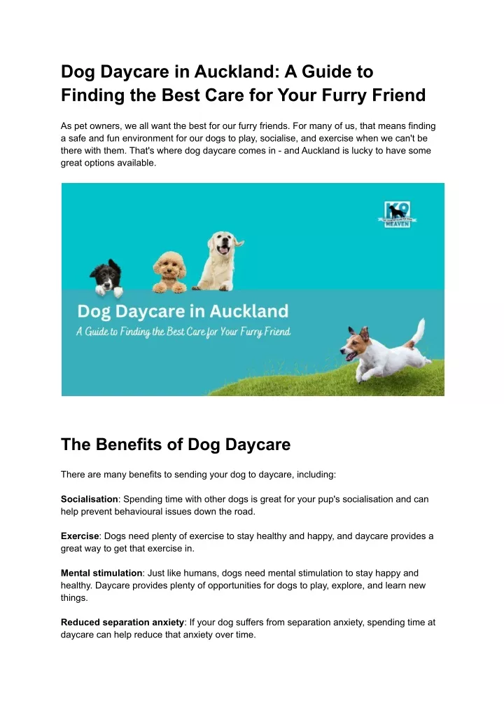 dog daycare in auckland a guide to finding