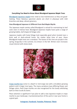 Crepe Myrtle Tree