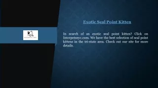Exotic Seal Point Kitten Interpetsnyc.com