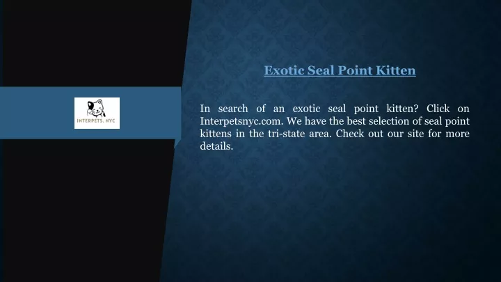 exotic seal point kitten