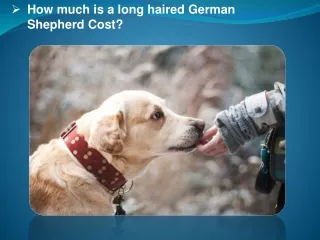 How much is a long haired German Shepherd Cost