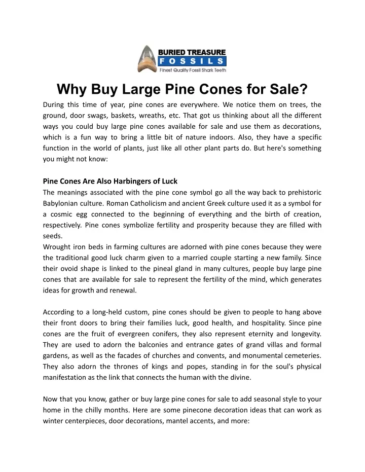 why buy large pine cones for sale