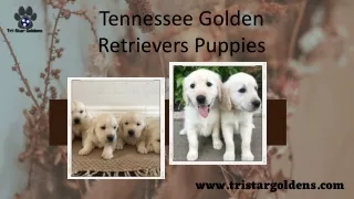 Meet Tennessee Golden Retrievers Puppies, Loyal and Loving Companions