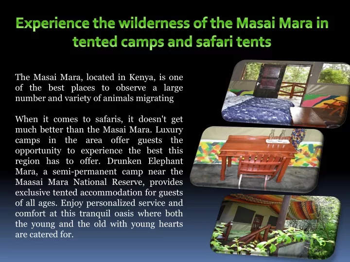 experience the wilderness of the masai mara