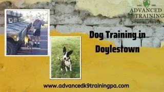 Choose the Best for Your Dog with Dog Training in Doylestown