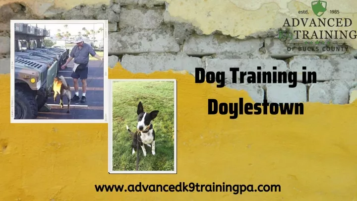 dog training in doylestown