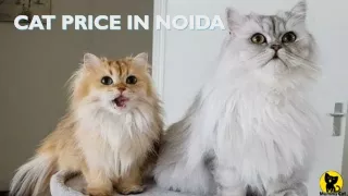 Cat price in Noida