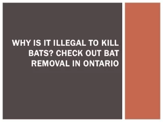 Why Is It Illegal To Kill Bats? Check out bat removal in Ontario