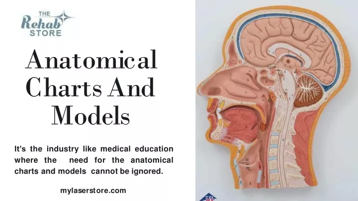 anatomical chartsand models