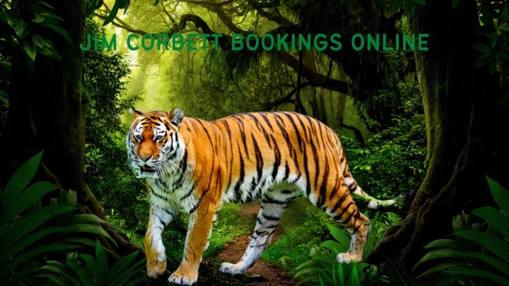 jim corbett bookings online