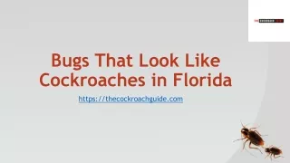 bugs that look like cockroaches in florida
