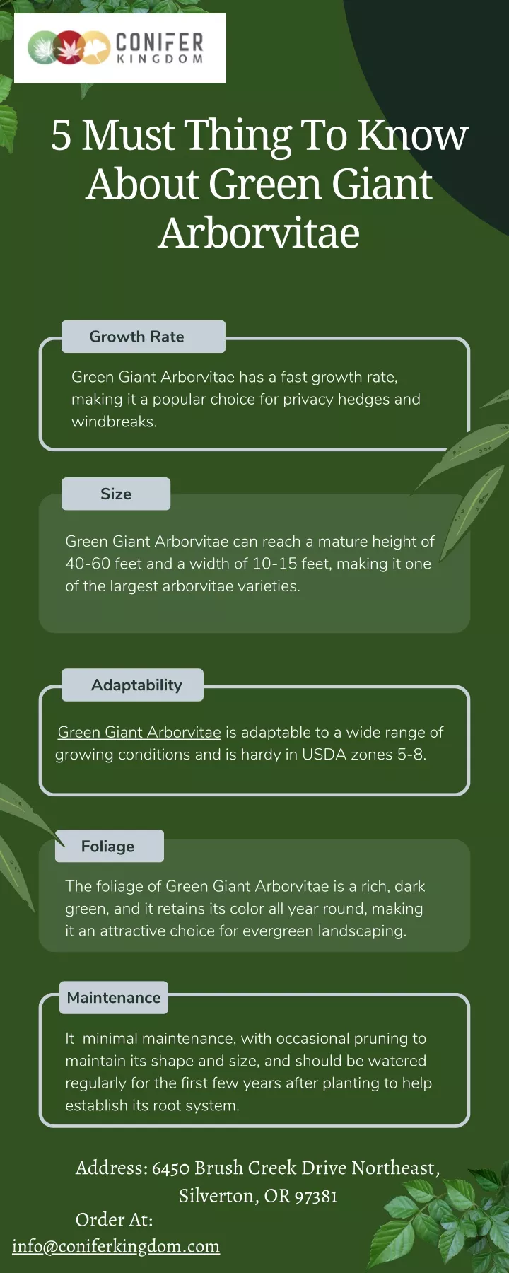 5 must thing to know about green giant arborvitae