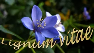 lignum vitae