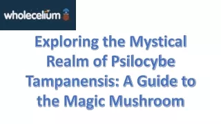 Exploring the Mystical Realm of Psilocybe Tampanensis: A Guide to the Magic Mush